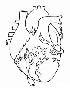 human heart colouring page