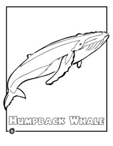 humpback whale colouring pages