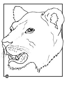 lion face colouring pages