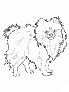 pomeranian colouring pages