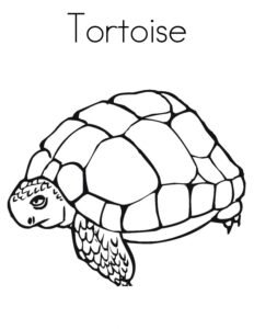 tortoise colouring pages