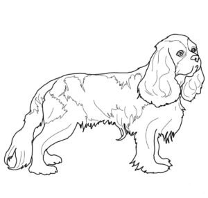 cocker spaniel colouring pages