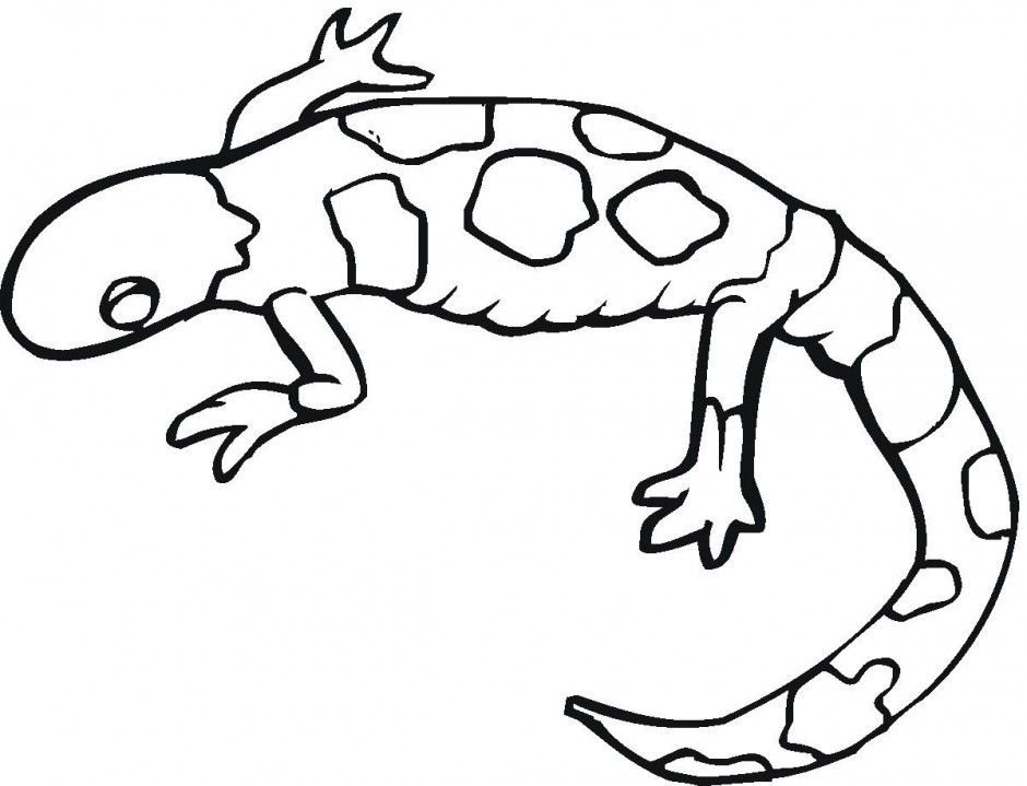 gecko colouring pages