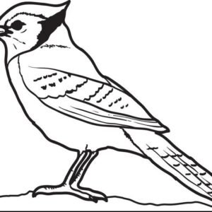 blue jay colouring page
