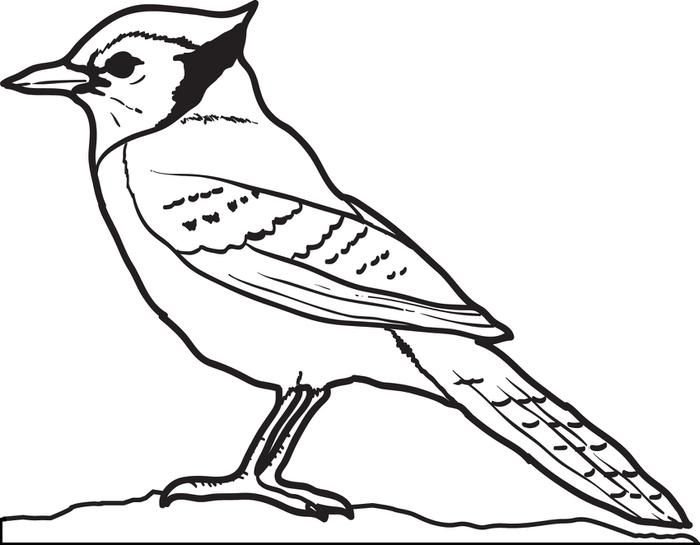blue jay colouring page