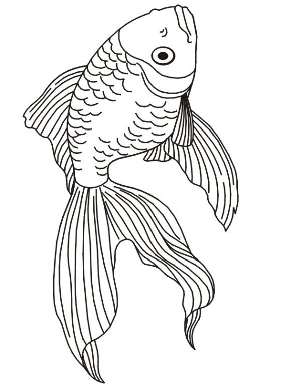 betta fish colouring pages