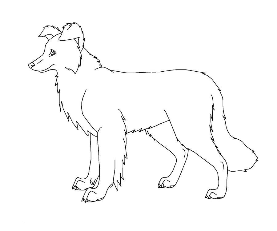 border collie colouring pages
