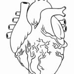 human heart colouring page
