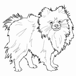 pomeranian colouring pages