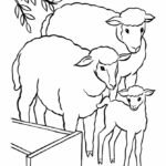 the lost sheep colouring page