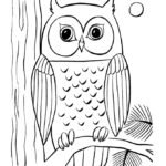 barn owl colouring pages